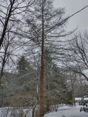 Tree Frog Arboriculture