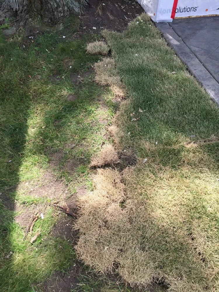 Top-rated lawn mowing service in Elk Grove Village, IL - Tree Frog Lawn Care