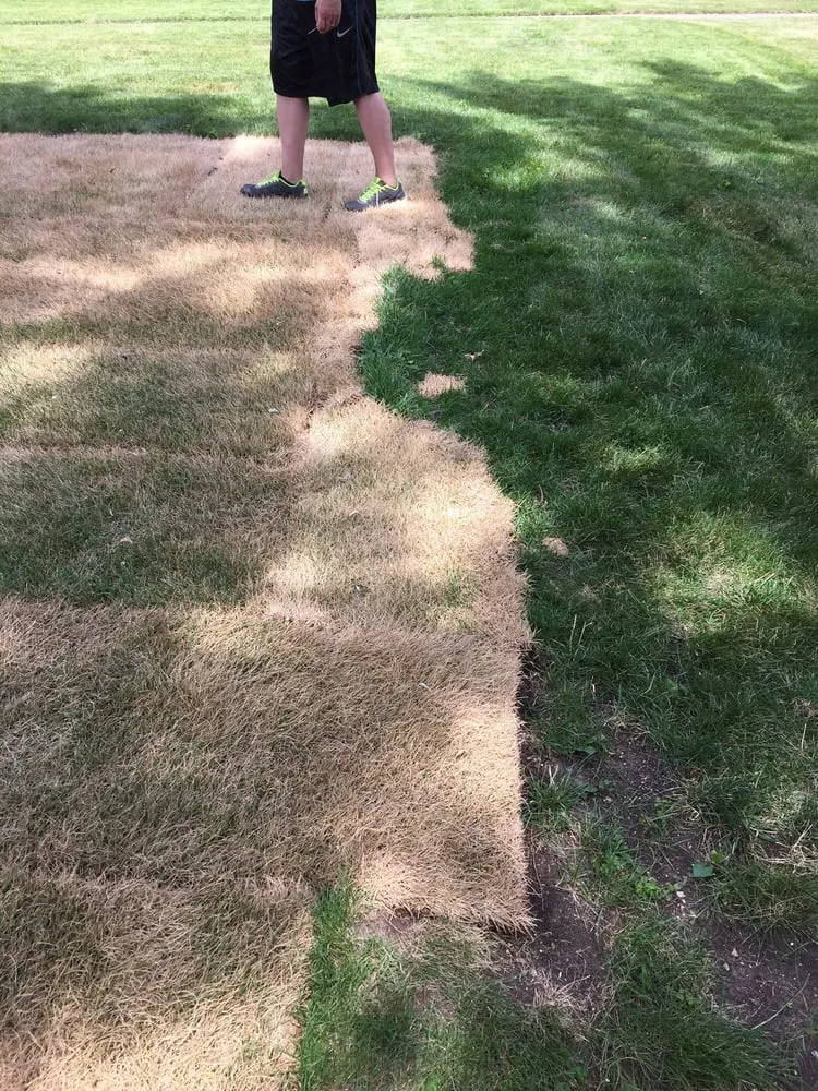 Top-rated garden landscaping experts serving Elk Grove Village, IL - Tree Frog Lawn Care