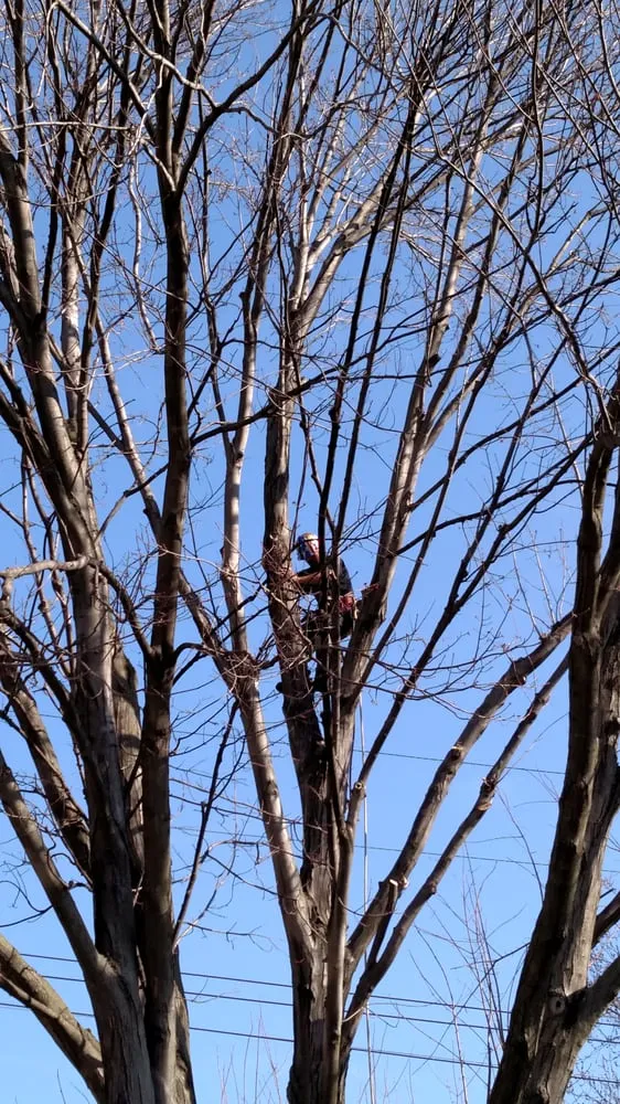 Reliable landscape design for beautiful yards in Garden City, MI by Tree Frogs Landscape & Tree Service