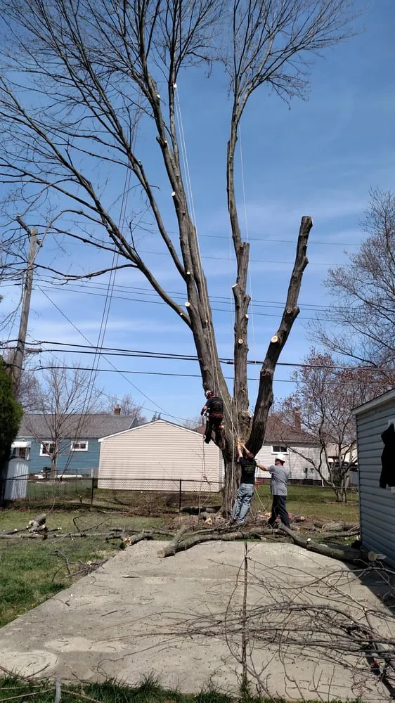 Reliable yard cleanup service for year-round maintenance in Garden City, MI by Tree Frogs Landscape & Tree Service