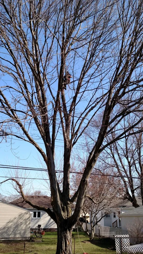 Local garden landscaping in Garden City, MI - Tree Frogs Landscape & Tree Service