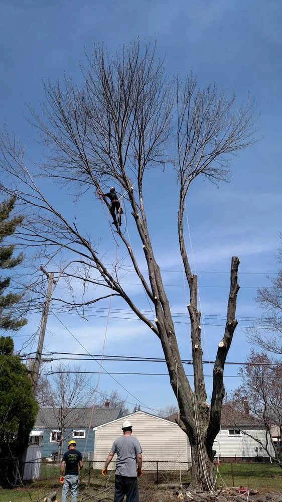Trusted yard maintenance in Garden City, MI by Tree Frogs Landscape & Tree Service
