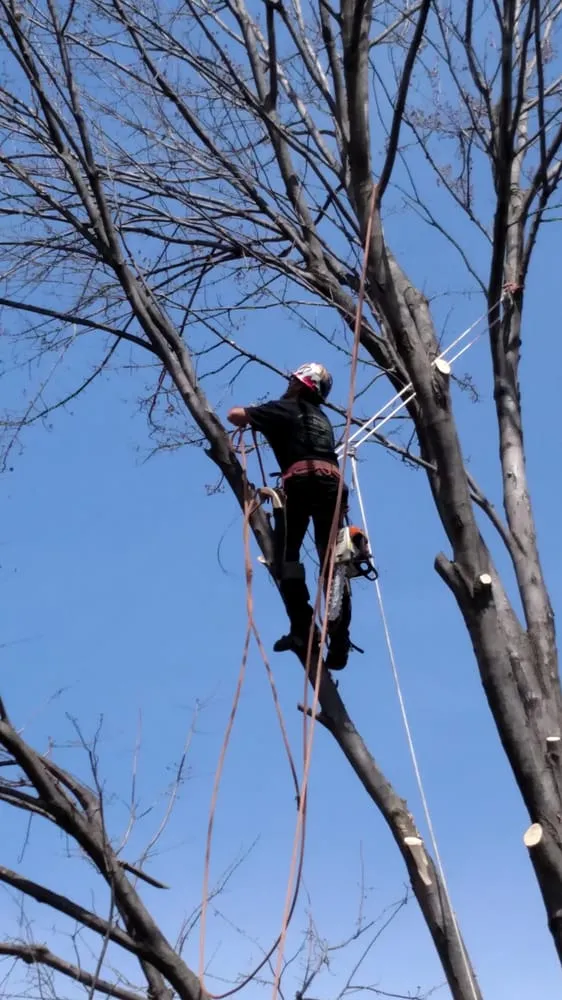 Top-rated yard maintenance in Garden City, MI - Tree Frogs Landscape & Tree Service