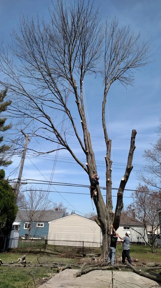 Trusted residential landscaping in Garden City, MI by Tree Frogs Landscape & Tree Service