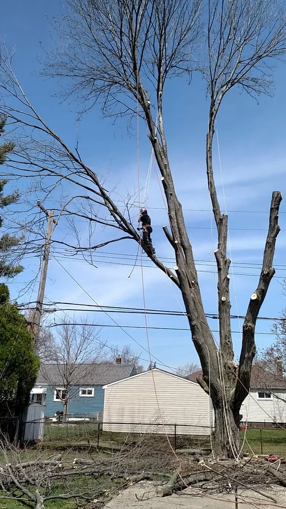 Trusted yard cleanup service for year-round maintenance in Garden City, MI by Tree Frogs Landscape & Tree Service