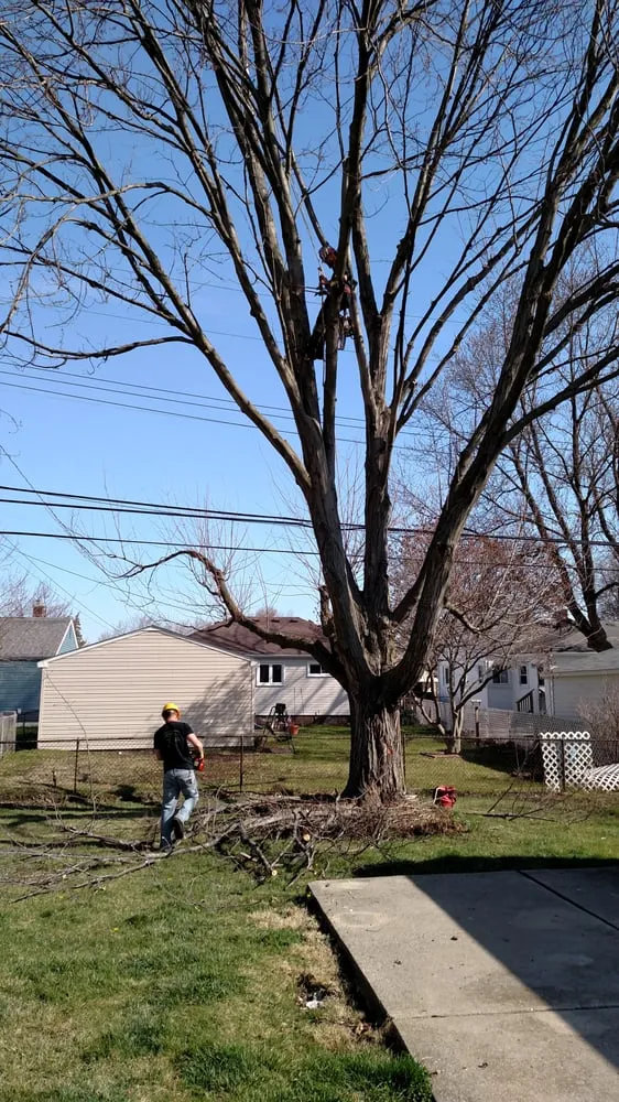 Reliable outdoor landscaping for beautiful yards across Garden City, MI - Tree Frogs Landscape & Tree Service