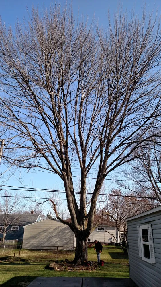 Top-rated yard cleanup service near you in Garden City, MI by Tree Frogs Landscape & Tree Service