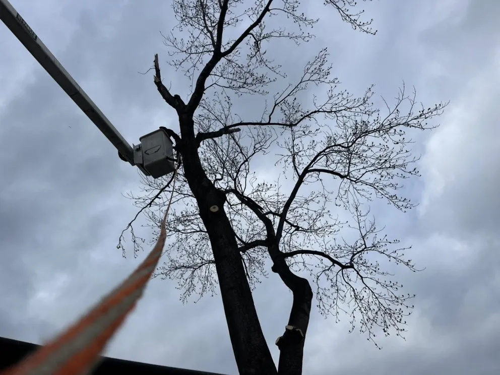 Custom residential landscaping for beautiful yards in Cleveland, OH by Tree Gods Tree Service