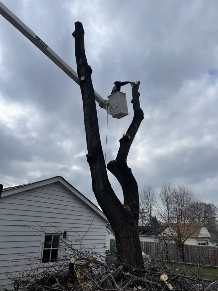 Professional outdoor landscaping in Cleveland, OH by Tree Gods Tree Service