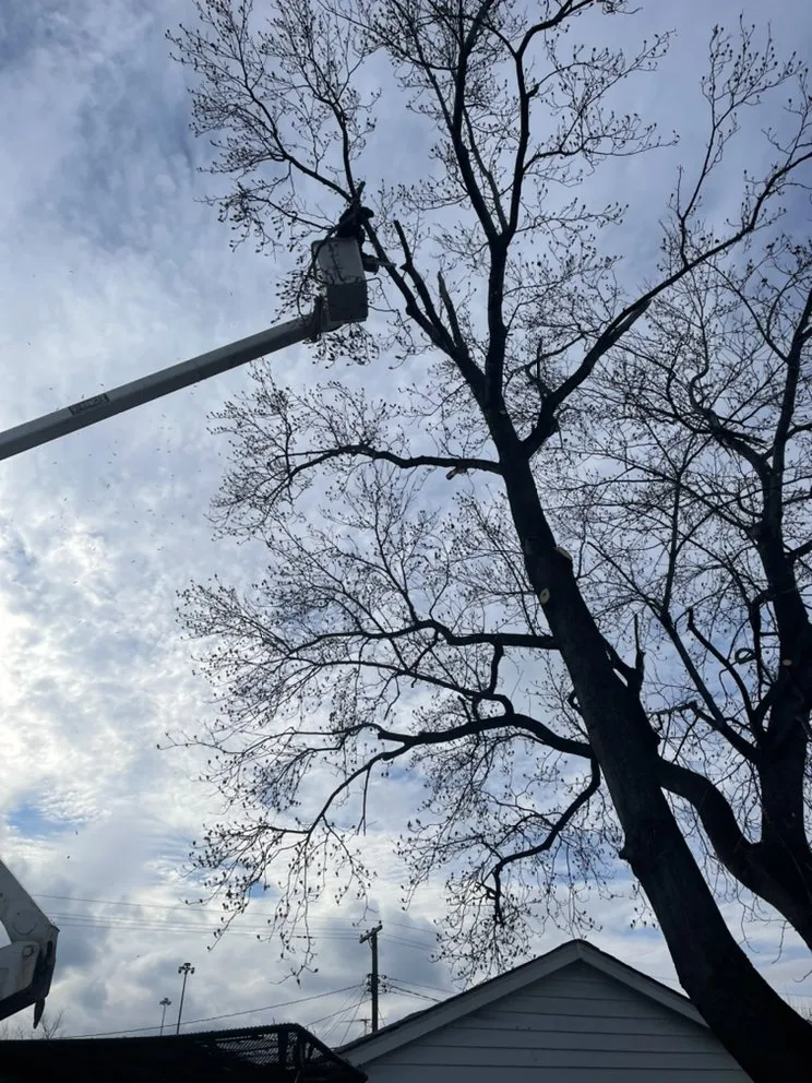 Local lawn care service in Cleveland, OH - Tree Gods Tree Service