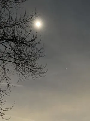 Tree Gods Tree Service Logo