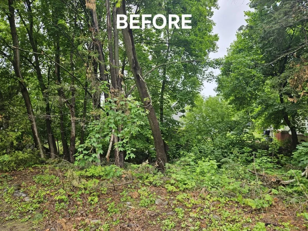 Local landscape installation experts serving Winterport, ME - Tree Gone & More