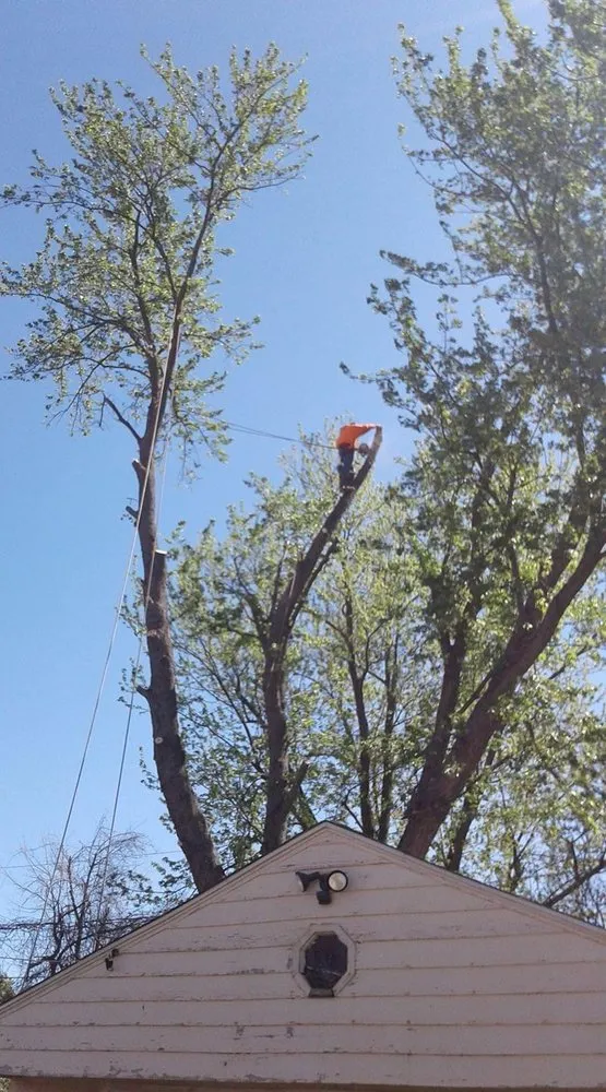 Top-rated lawn mowing service in Dayton, OH by Tree Guys of Montgomery County