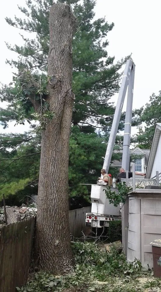 Top-rated yard cleanup service in Dayton, OH by Tree Guys of Montgomery County