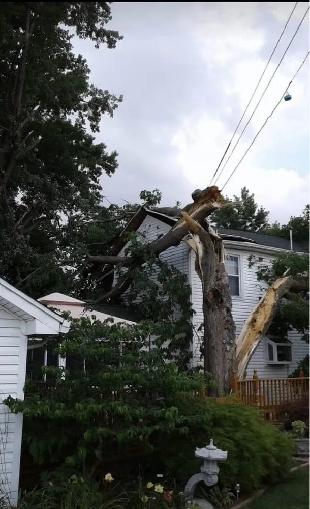 Custom yard cleanup service in Dayton, OH - Tree Guys of Montgomery County