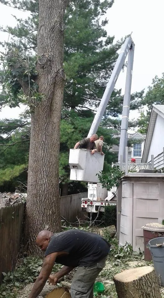 Local landscape installation experts serving Dayton, OH - Tree Guys of Montgomery County