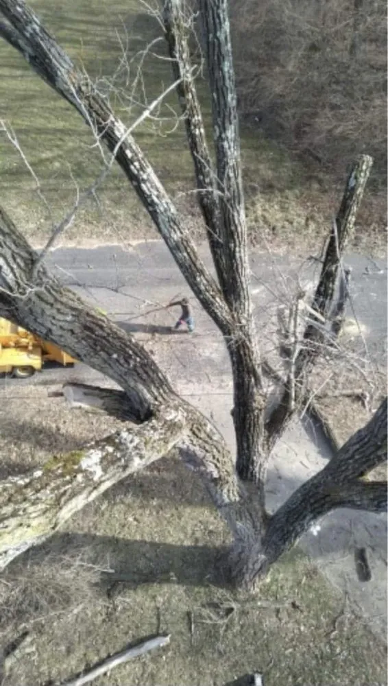 Professional lawn care service in Dayton, OH by Tree Guys of Montgomery County