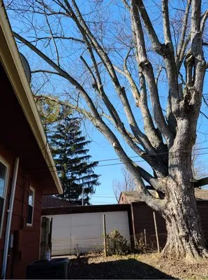 Tree Guys of Montgomery County Logo