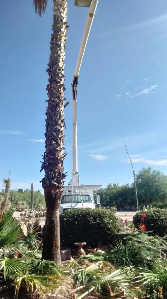 Reliable landscape installation in Sahuarita, AZ by Tree Huggers