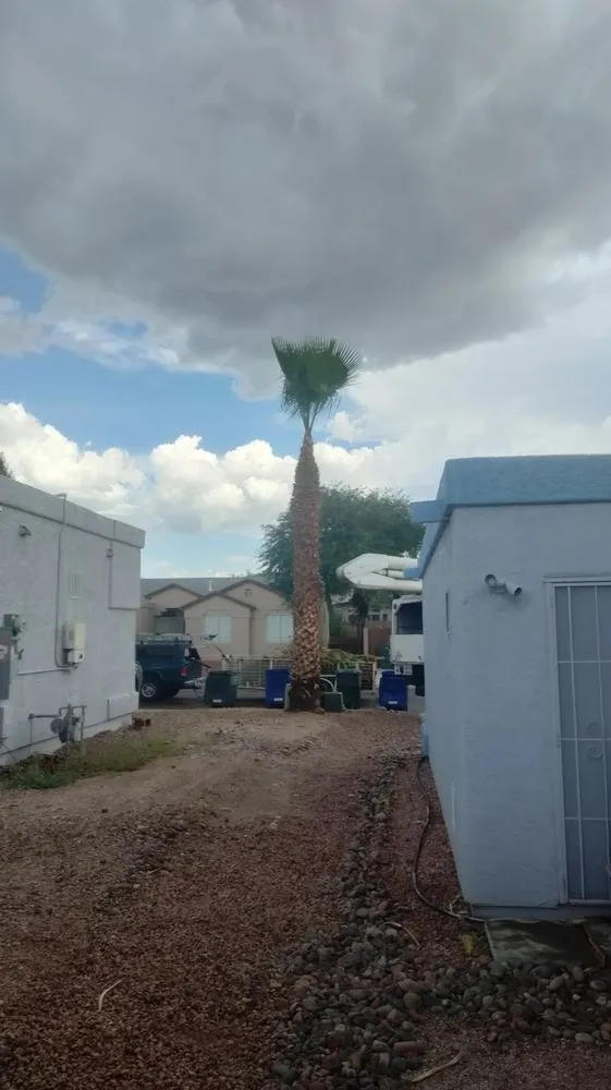 Custom garden landscaping for residential properties in Sahuarita, AZ by Tree Huggers