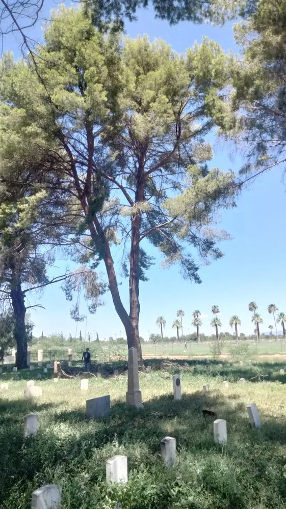 Local lawn mowing service in Sahuarita, AZ by Tree Huggers