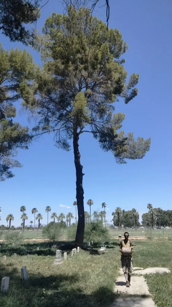 Professional landscape design in Sahuarita, AZ by Tree Huggers