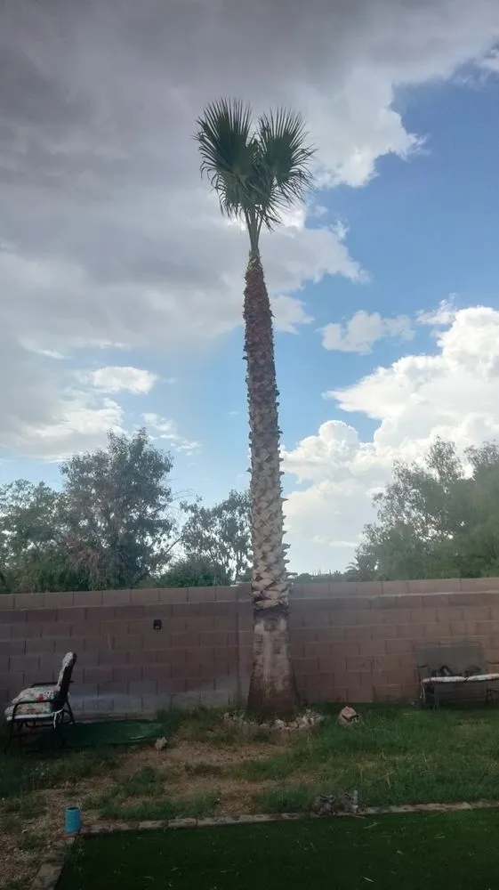 Trusted outdoor landscaping for residential properties across Sahuarita, AZ - Tree Huggers