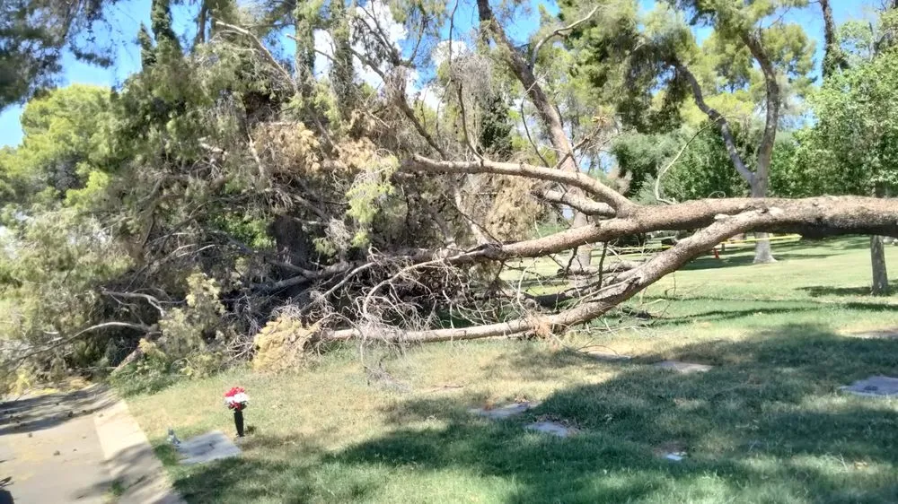 Professional landscaping services in Sahuarita, AZ - Tree Huggers