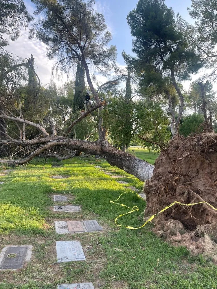 Trusted lawn mowing service in Sahuarita, AZ - Tree Huggers