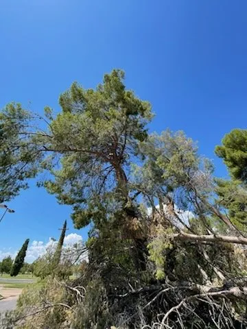 Reliable landscape installation in Sahuarita, AZ - Tree Huggers