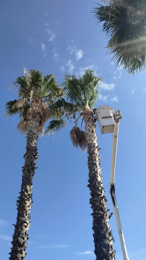 Local yard maintenance for beautiful yards in Sahuarita, AZ by Tree Huggers