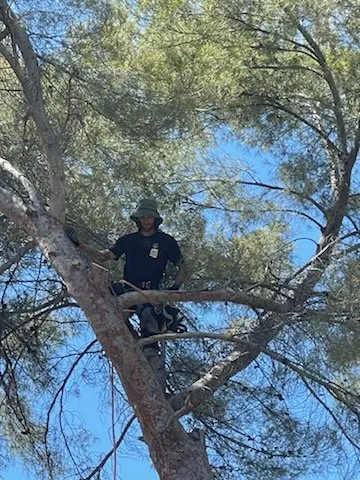 Reliable outdoor landscaping in Sahuarita, AZ by Tree Huggers