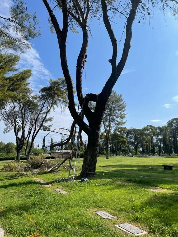 Custom landscaping services in Sahuarita, AZ by Tree Huggers