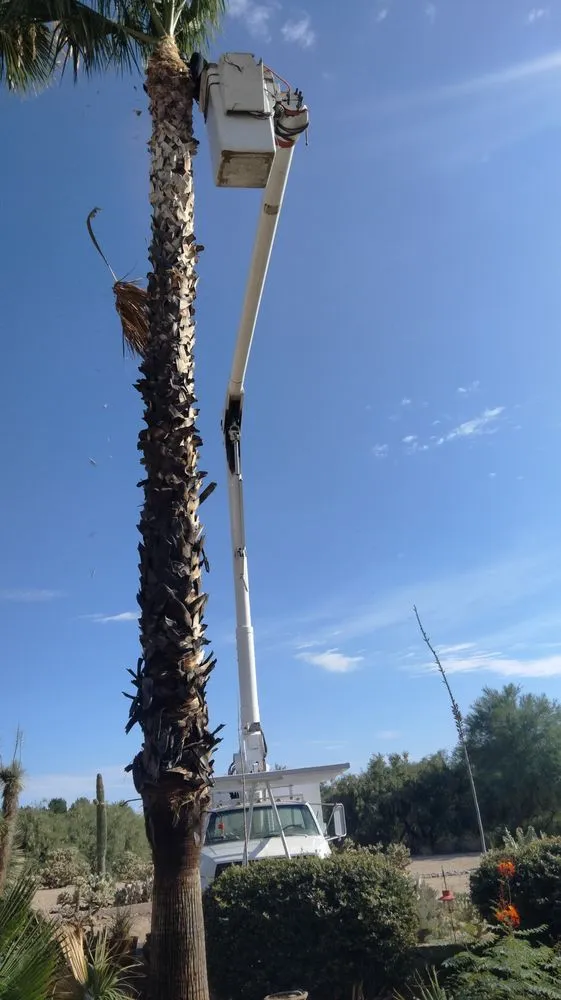 Trusted outdoor landscaping experts serving Sahuarita, AZ - Tree Huggers