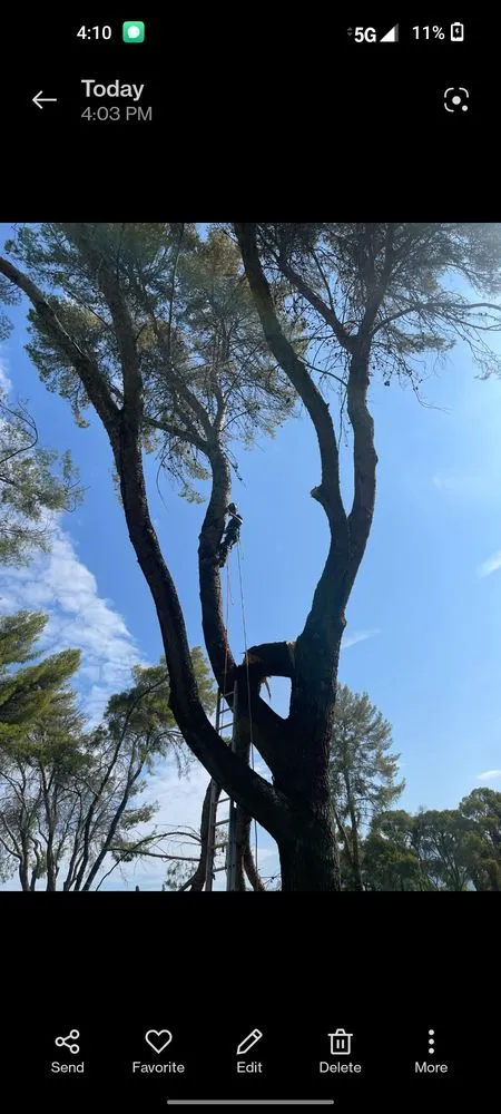 Reliable residential landscaping for homes in Sahuarita, AZ by Tree Huggers