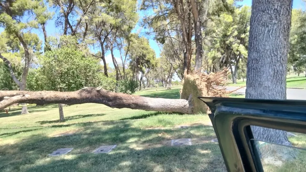 Affordable yard cleanup service in Sahuarita, AZ - Tree Huggers