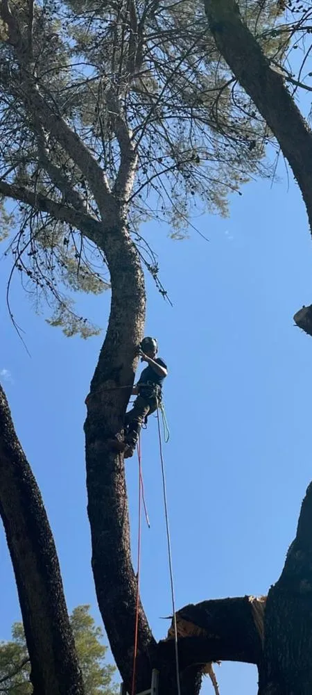 Affordable yard cleanup service in Sahuarita, AZ by Tree Huggers