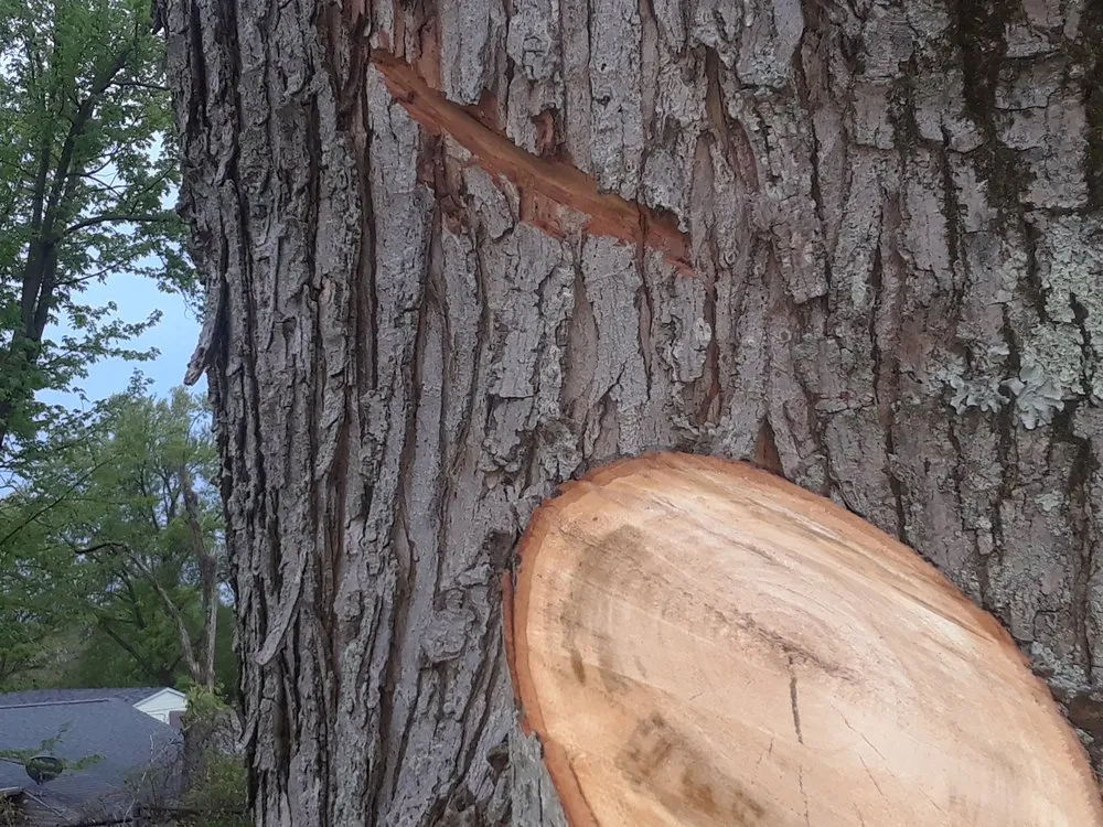 Expert residential landscaping in Cincinnati, OH by Tree Images