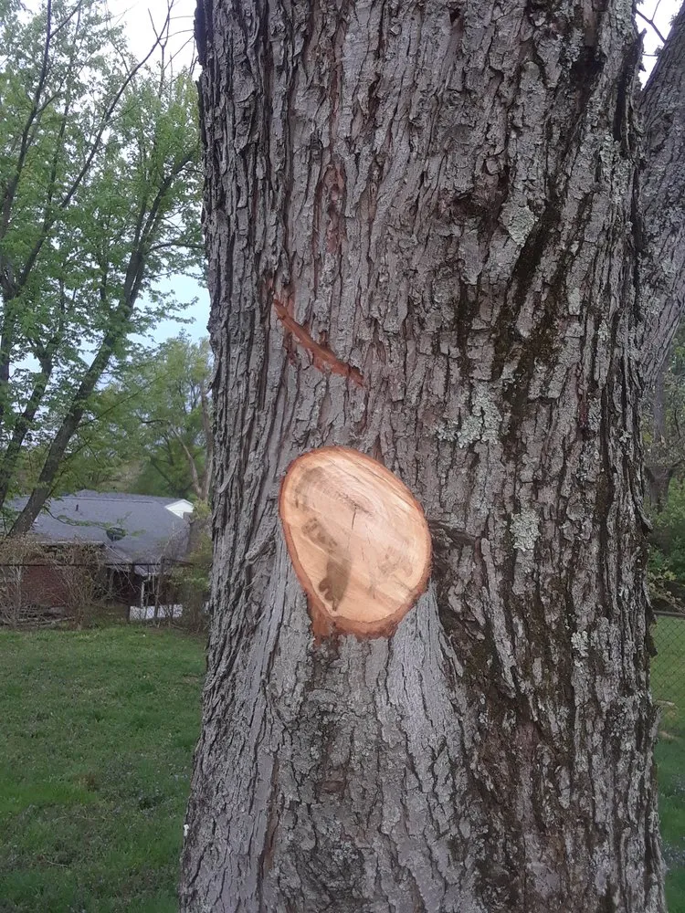 Custom outdoor landscaping experts serving Cincinnati, OH - Tree Images