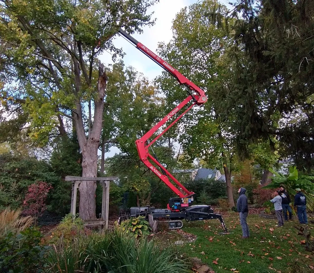 Expert outdoor landscaping in Cincinnati, OH - Tree Images