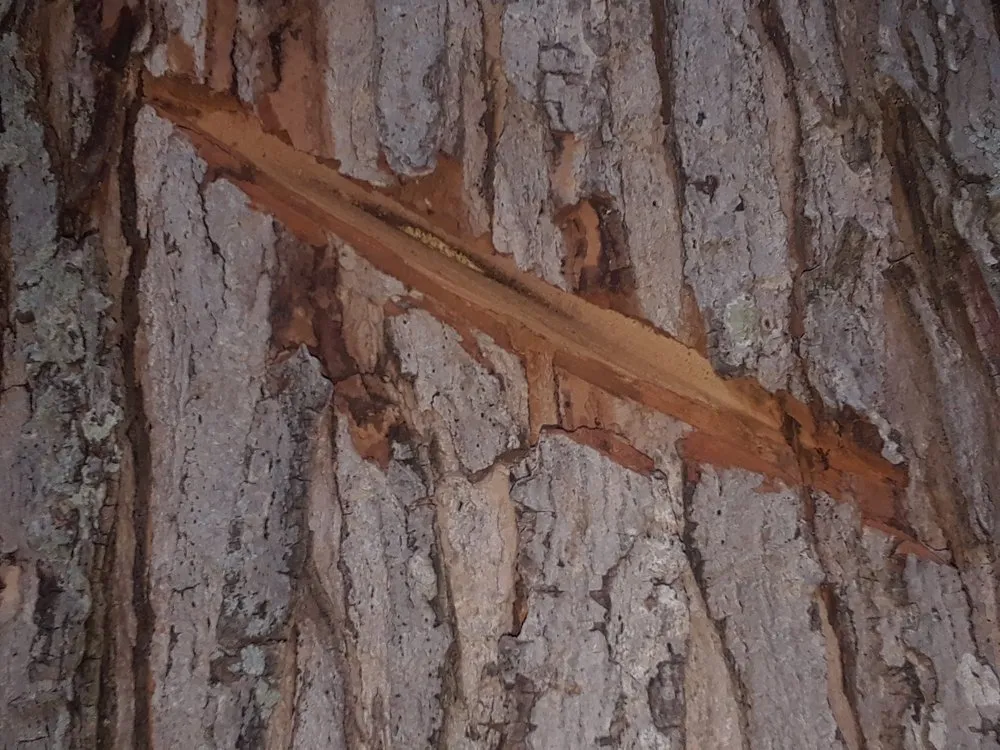 Reliable landscaping services near you across Cincinnati, OH - Tree Images