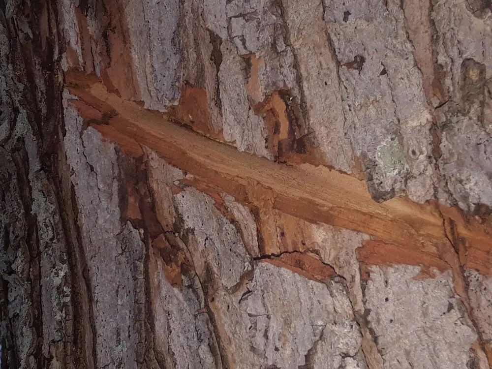 Professional yard cleanup service in Cincinnati, OH - Tree Images