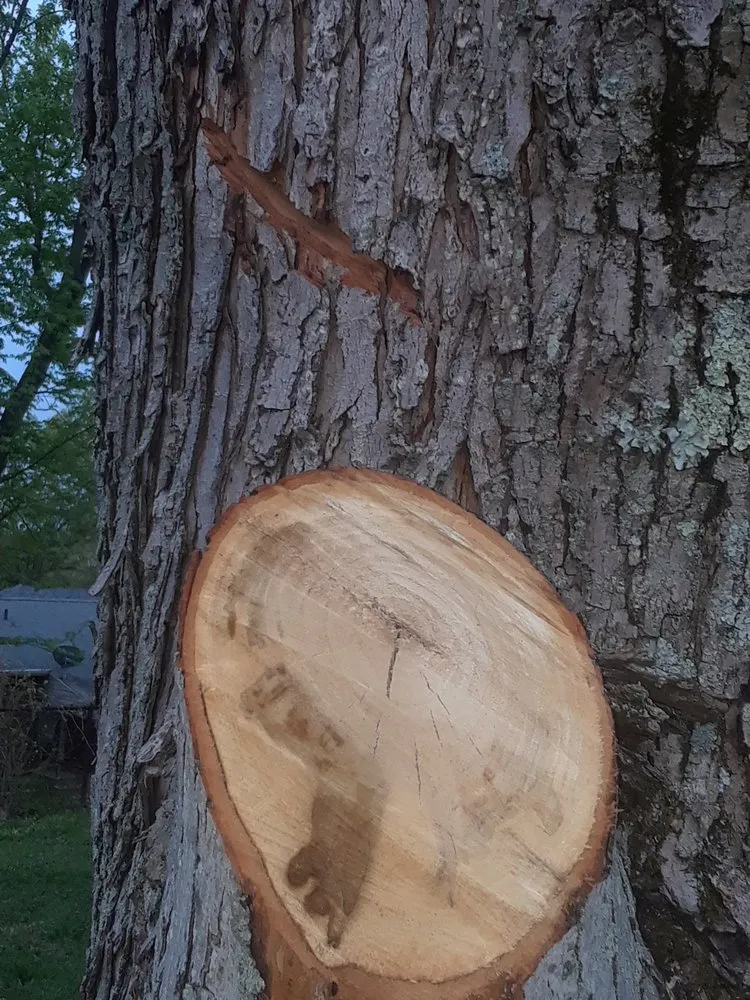 Local landscape installation in Cincinnati, OH by Tree Images