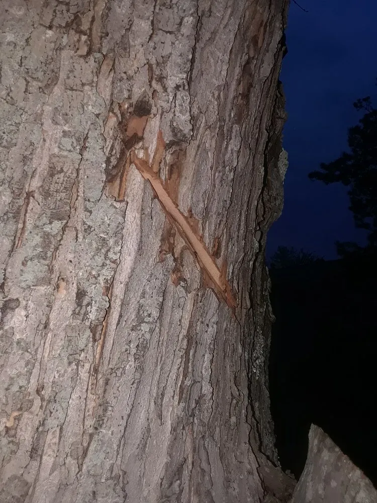 Local landscaping services in Cincinnati, OH by Tree Images