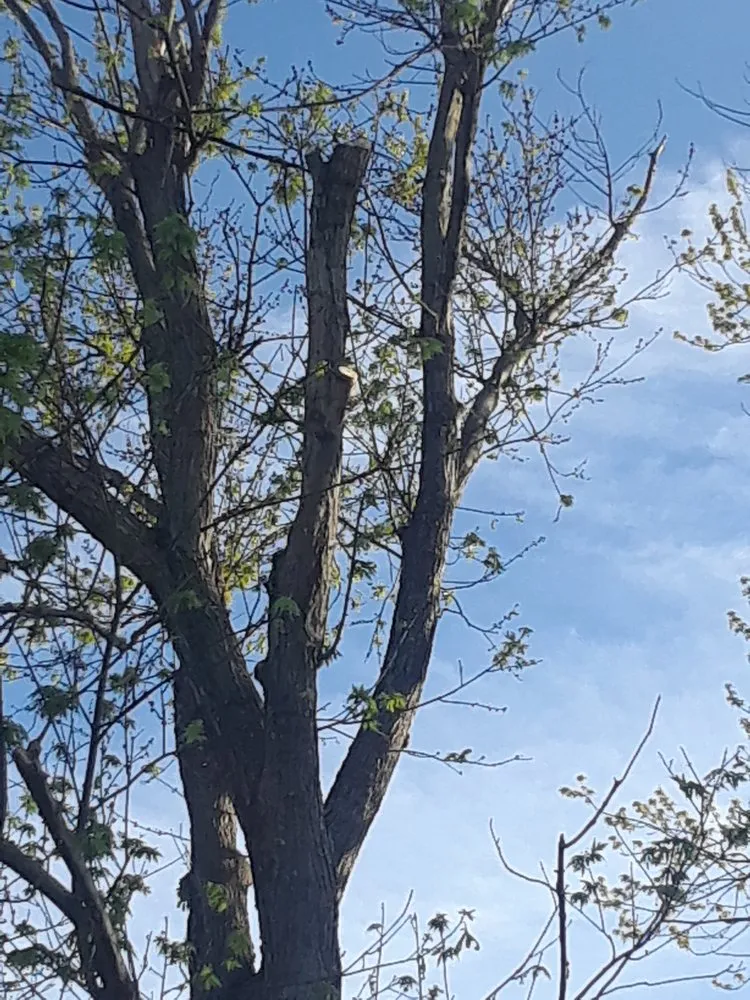 Affordable lawn care service in Cincinnati, OH - Tree Images