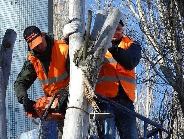 Reliable lawn care service experts serving Manassas Park, VA - Tree King Usa