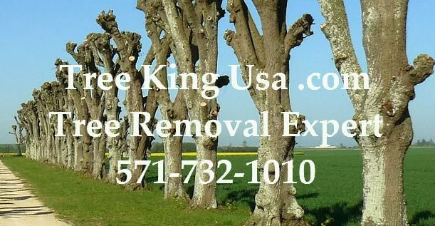 Top-rated landscape design with custom design across Manassas Park, VA - Tree King Usa