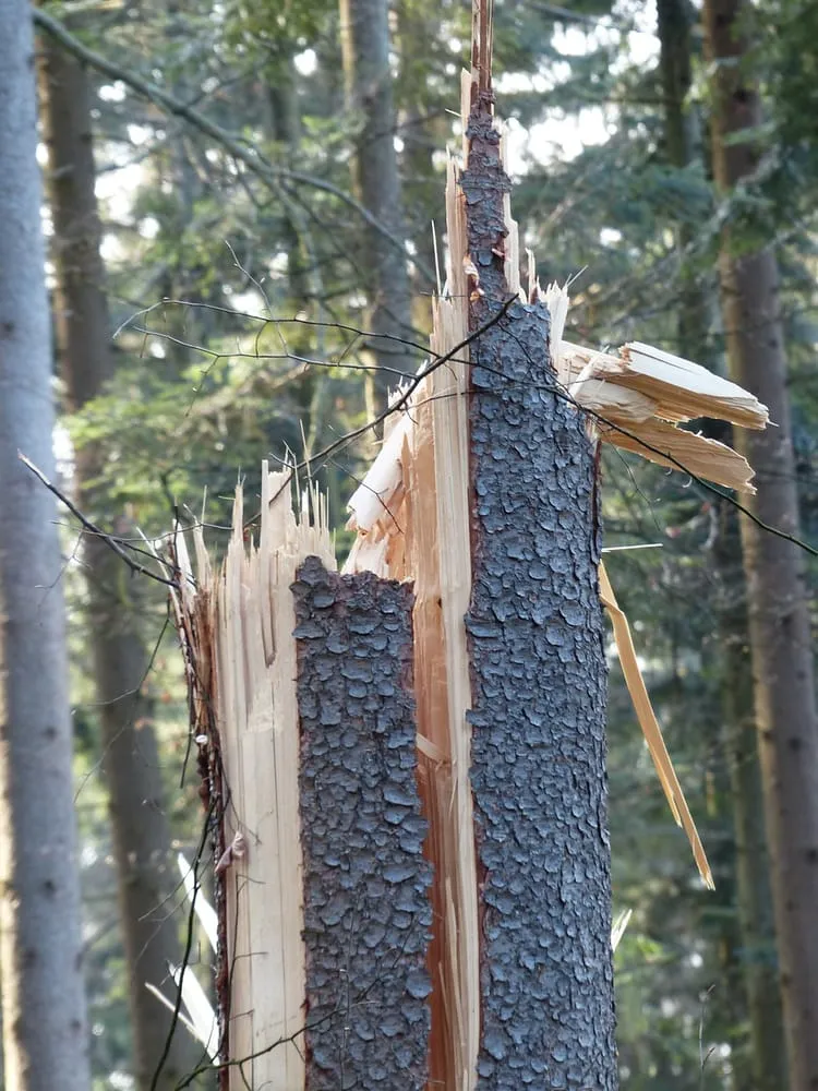 Top-rated garden landscaping near you in Manassas Park, VA by Tree King Usa