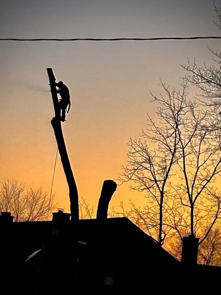 Trusted yard maintenance in Blue Springs, MO - Tree Kings